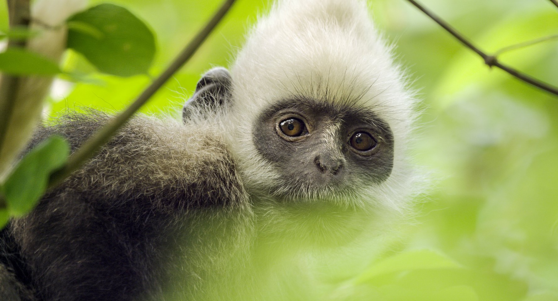 MV5BODIzMjAzNmQtZGQxNy00OTk5LWFjYzAtMDdkYWIwNTljMzViXkEyXkFqcGdeQXVyNjQ3NDgzMDM@._V1_SX1777_CR0,0,1777,960_AL_