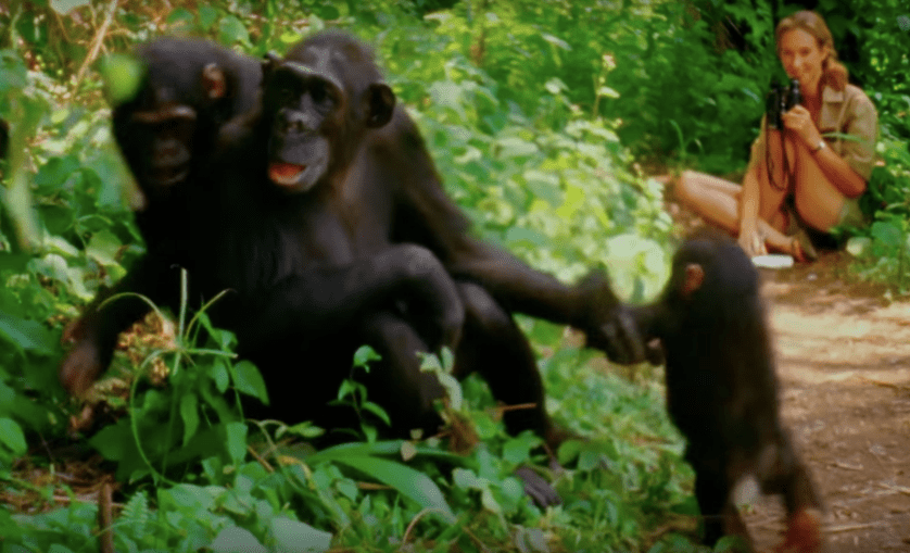 Jane-goodall-still-from-documentary.png.838x0_q80