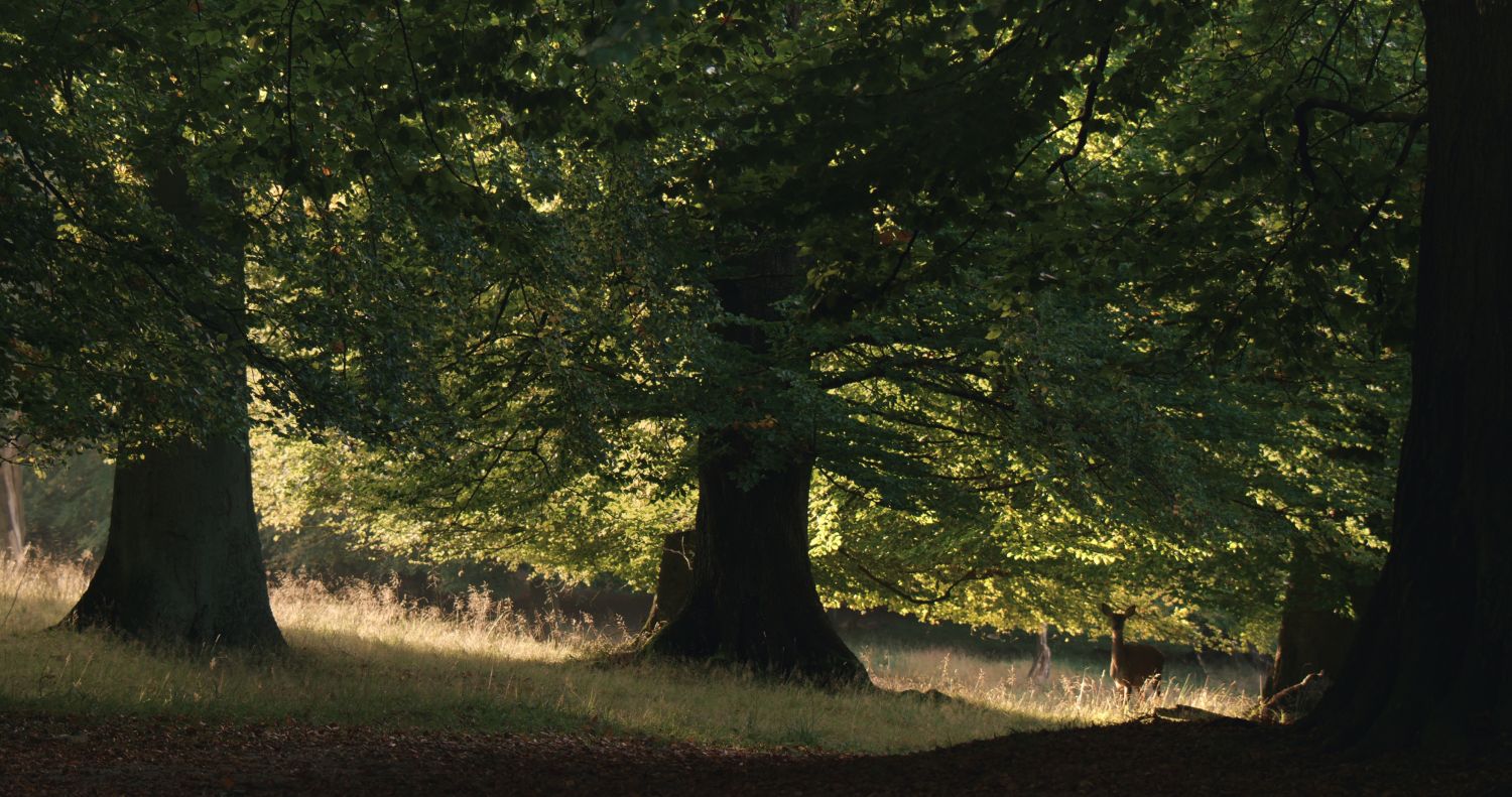 Das geheime Leben der Bäume (Filmszene)
