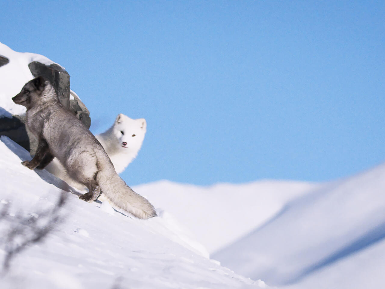 1.Kina &amp; Yuk Renards de la banquise © Valdés