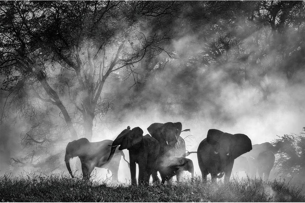ghost_elephants
