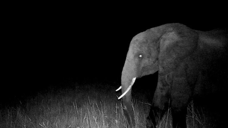 modern-times-review-ghost-elephants